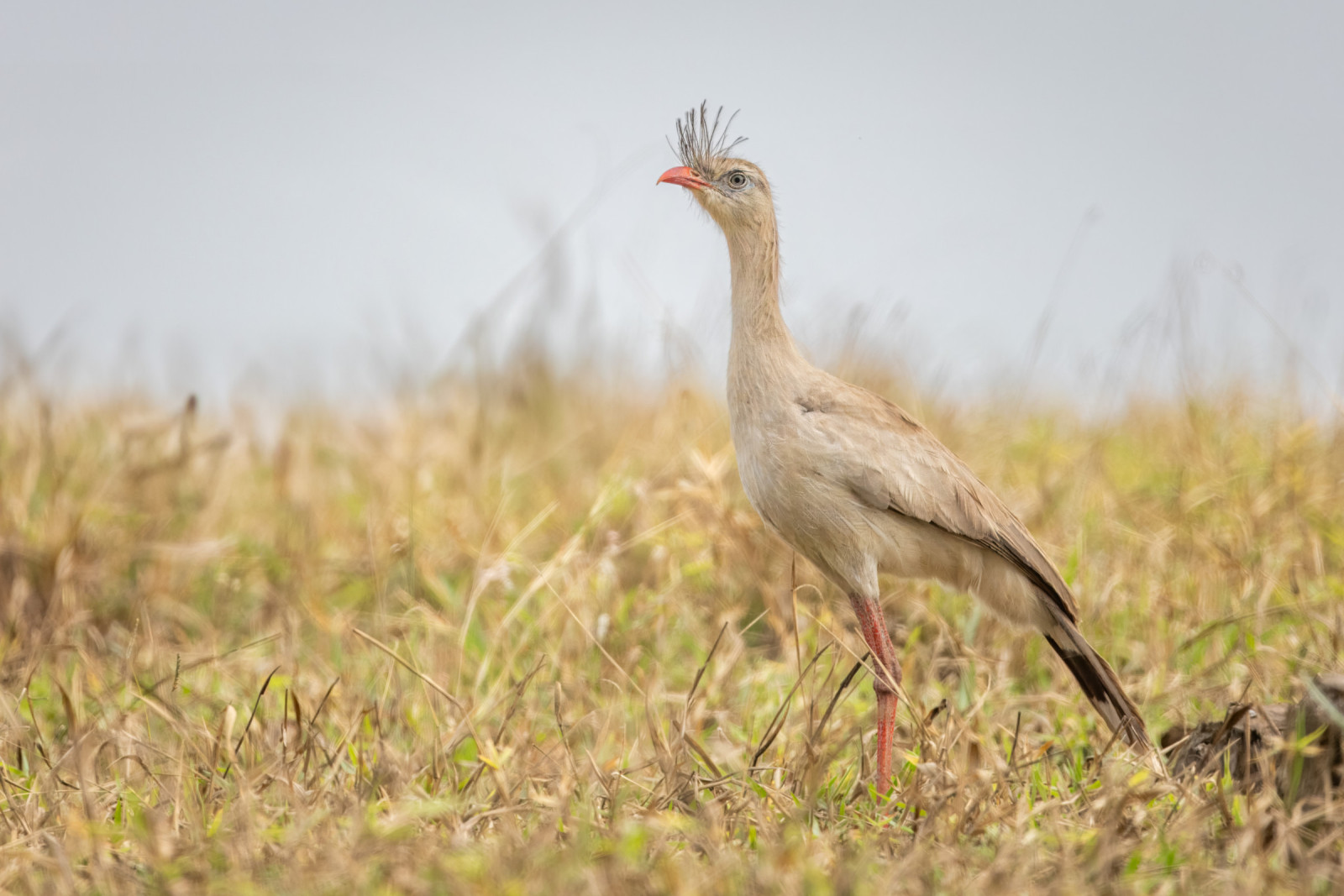 image Red-legged Seriema